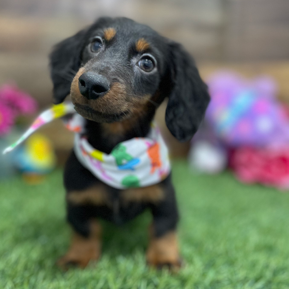 Male Dachshund Puppy for Sale in Braintree, MA