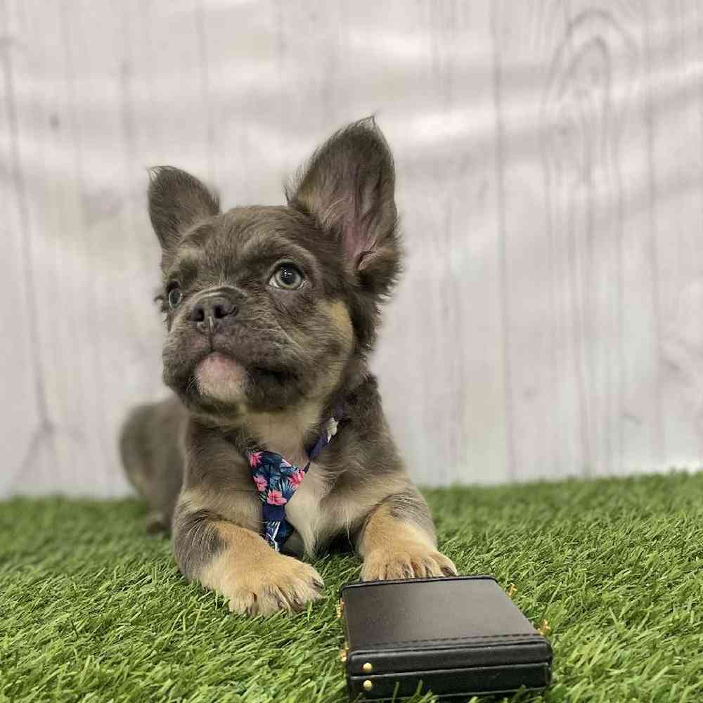Male French Bulldog Puppy for Sale in Braintree, MA