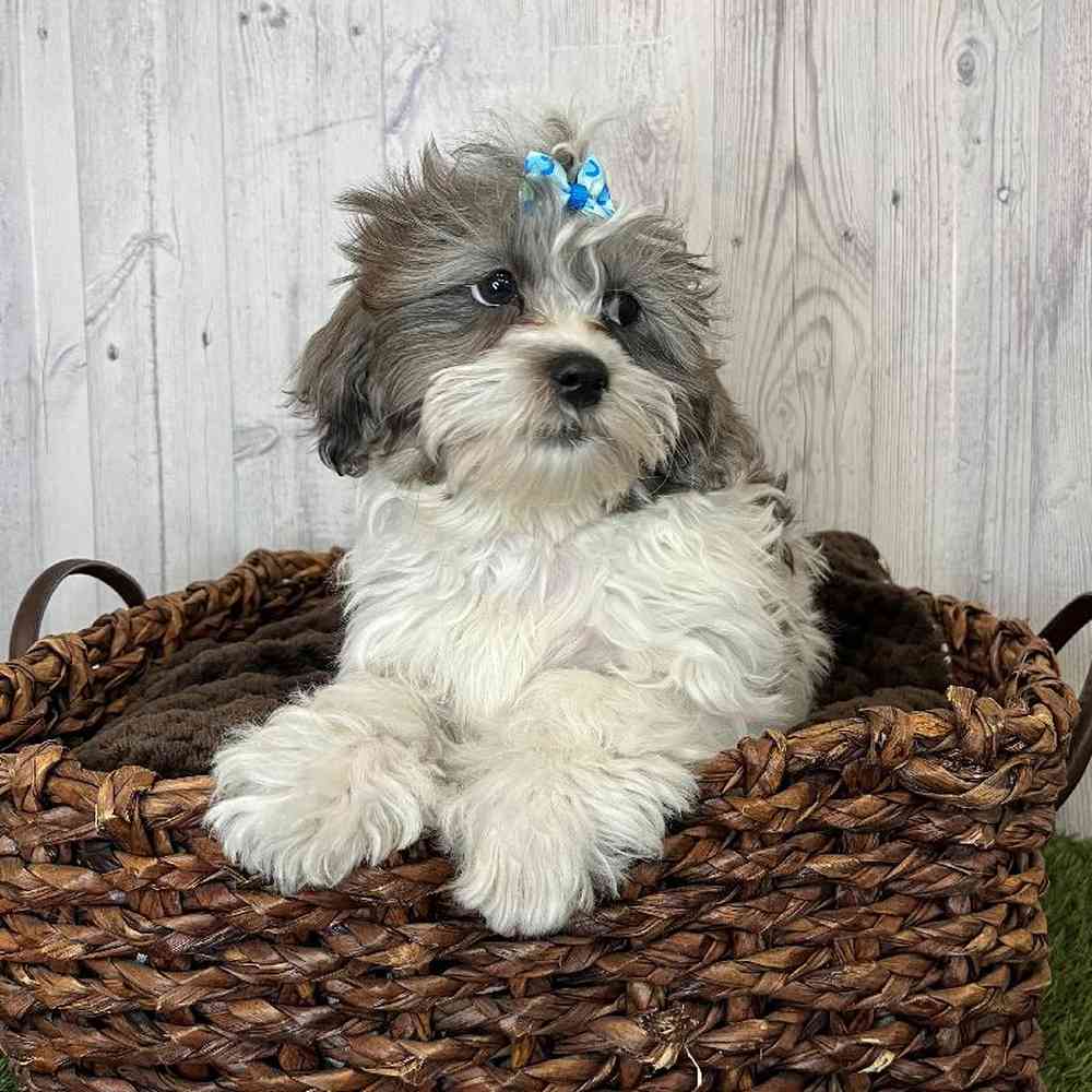 Female Shih-Poo Puppy for Sale in Saugus, MA