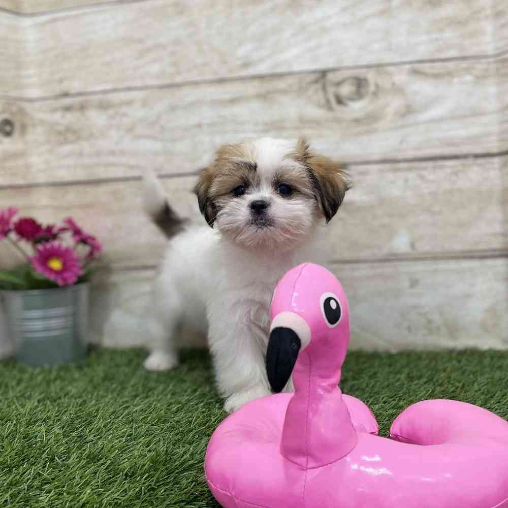 Female Malshi Puppy for Sale in Braintree, MA