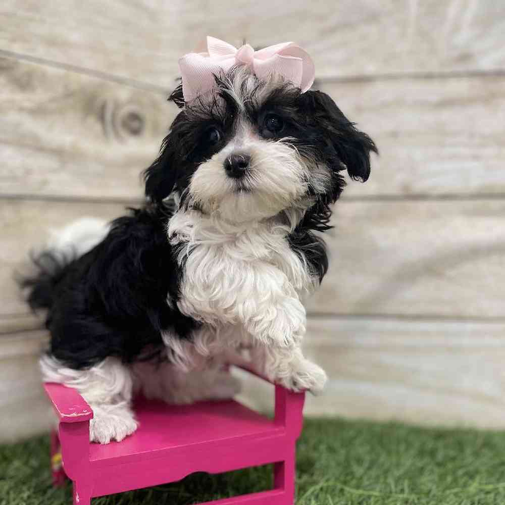 Female Havamalt Puppy for Sale in Braintree, MA