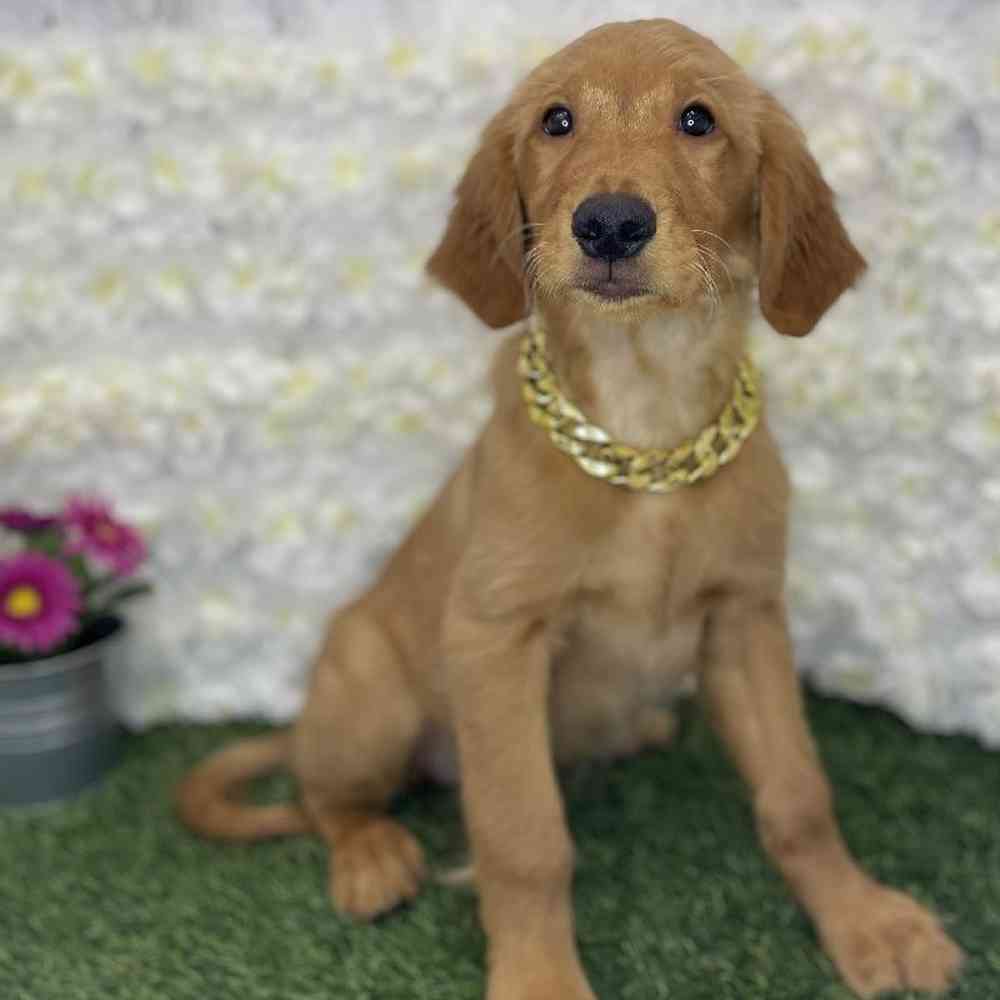 Male Golden Retriever Puppy for Sale in Braintree, MA