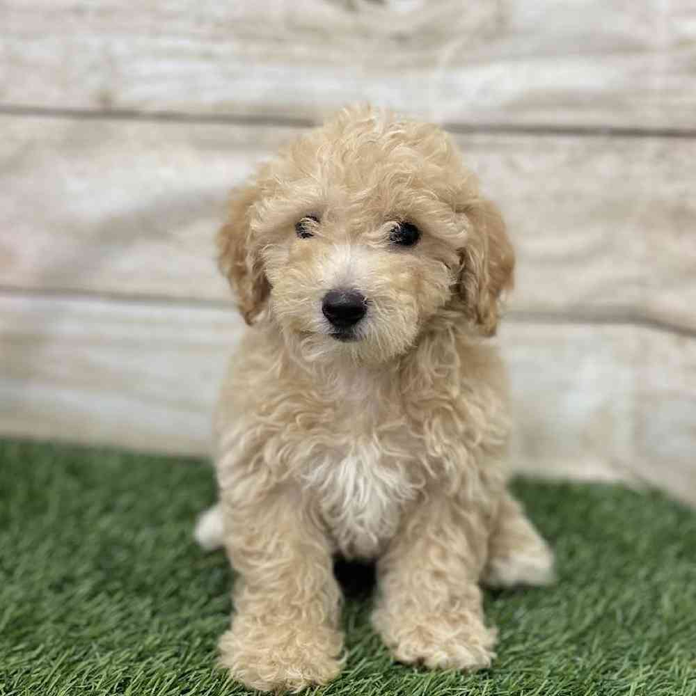 Male Poodle (MINI) Puppy for Sale in Braintree, MA