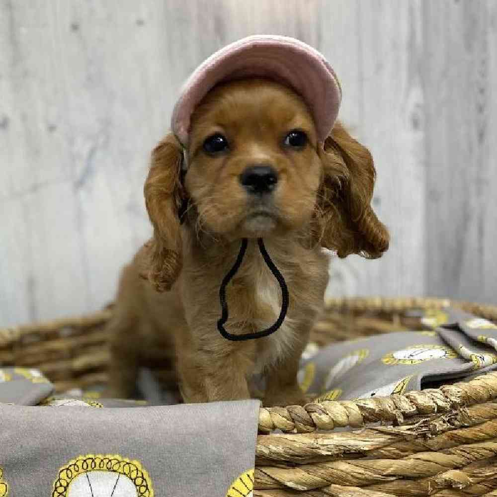 Female Cockalier Puppy for sale