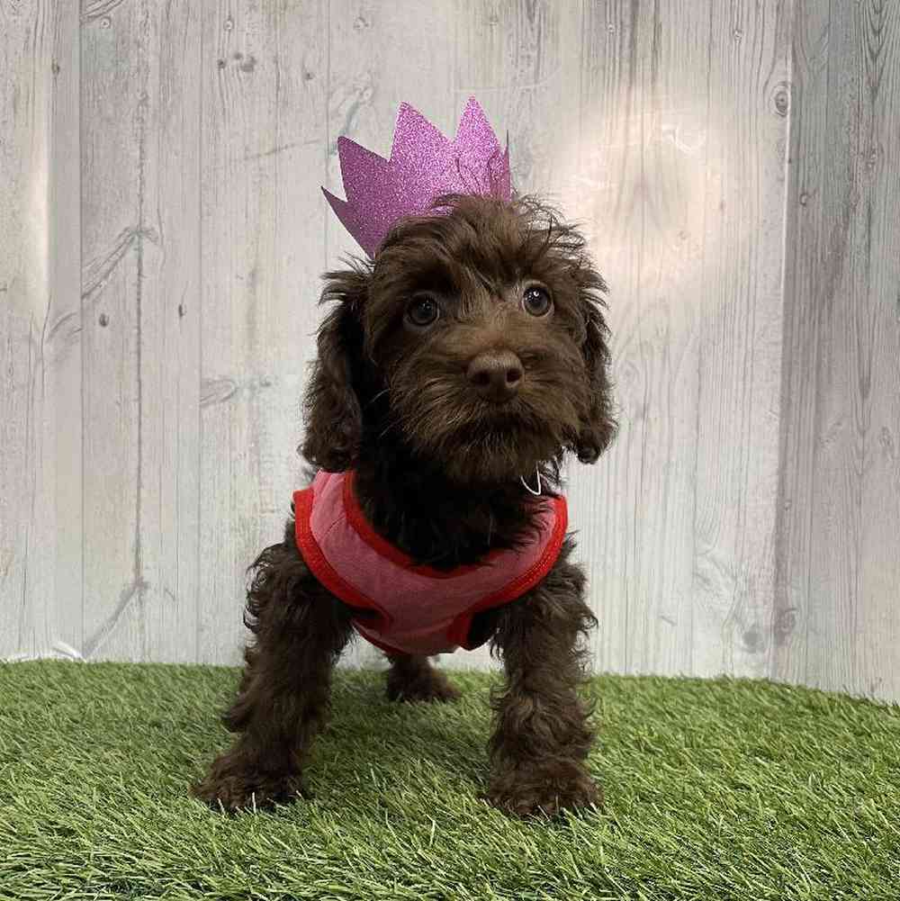 Female Mini Labradoodle 2nd Gen Puppy for sale