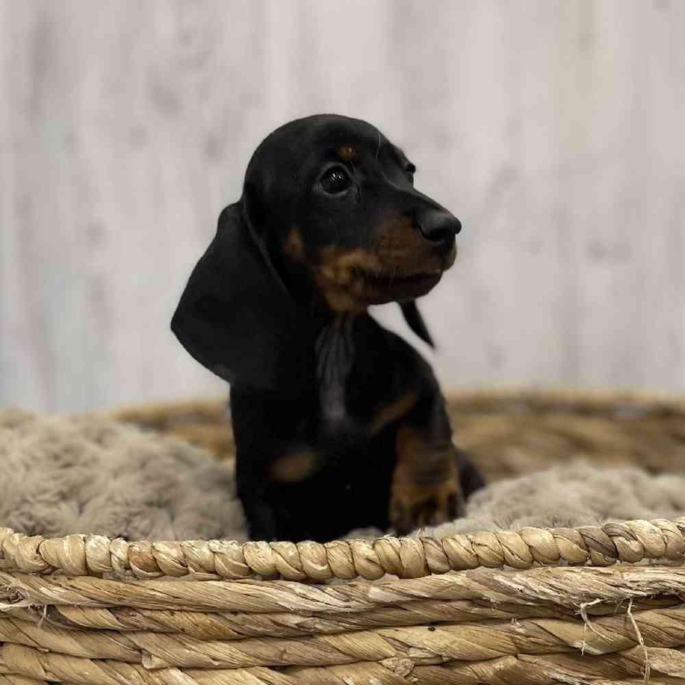 Female Dachshund Puppy for Sale in Braintree, MA
