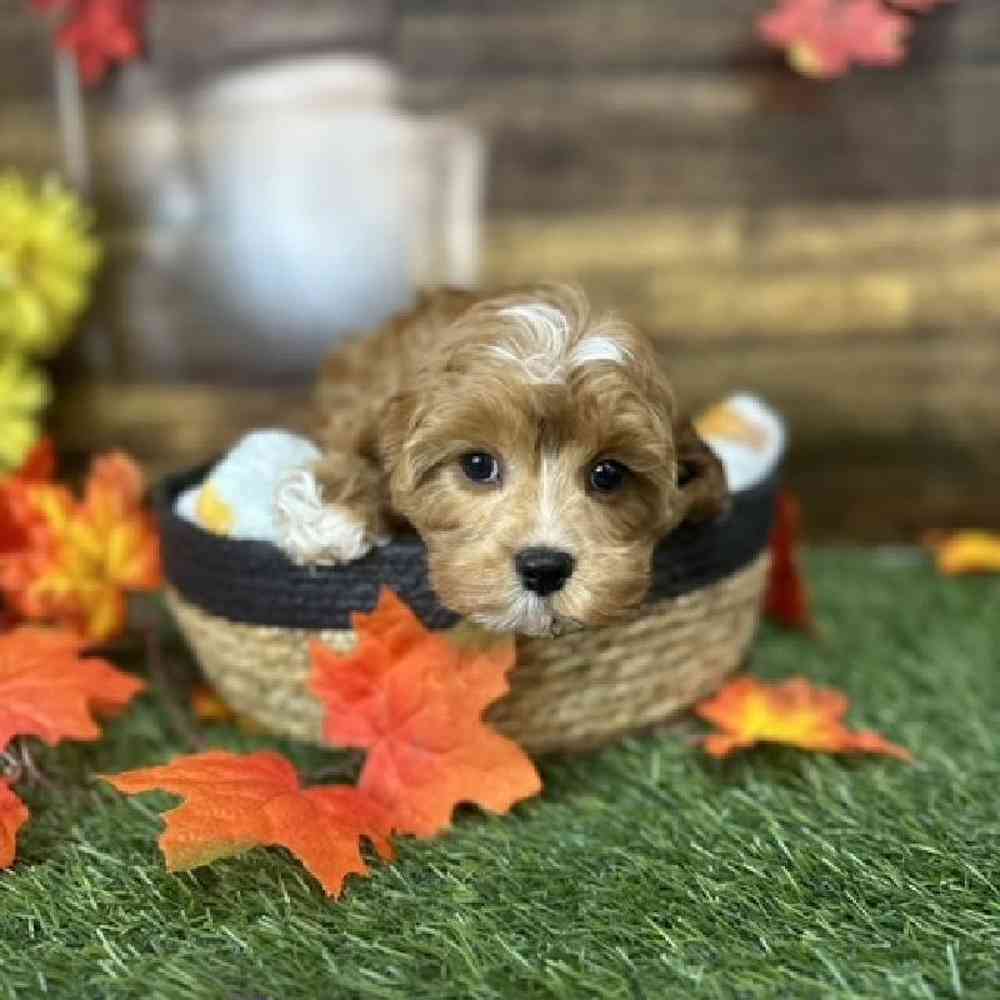 Female Cavapoo Puppy for Sale in Saugus, MA