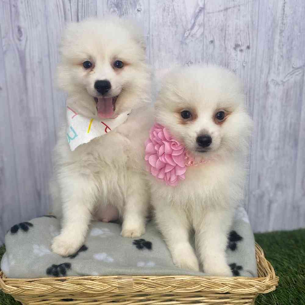 Female American Eskimo Puppy for Sale in Saugus, MA