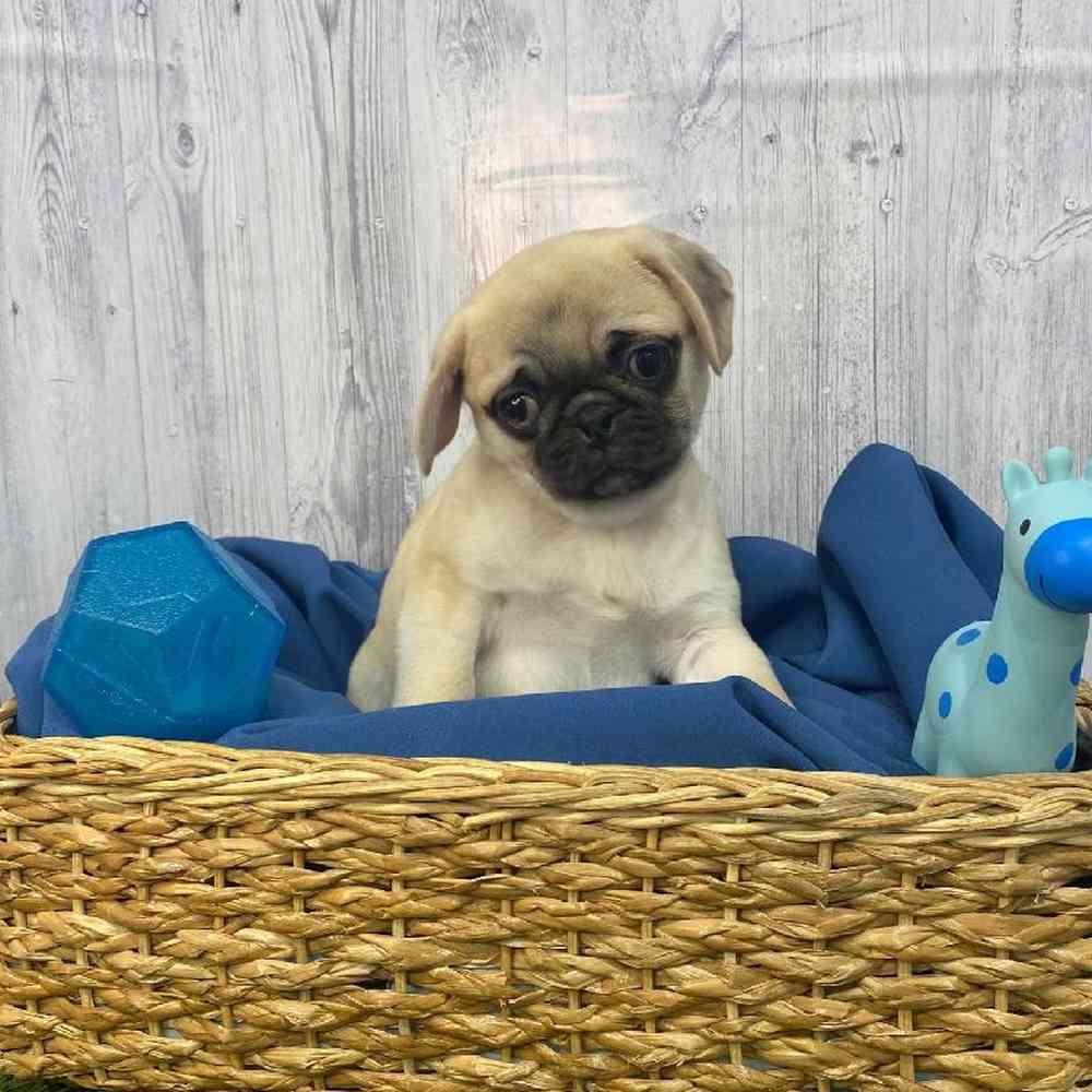 Male Pug Puppy for Sale in Saugus, MA