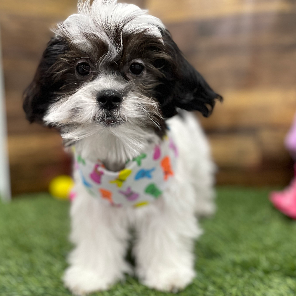 Female Teddy Bear (Zuchon) Puppy for Sale in Braintree, MA