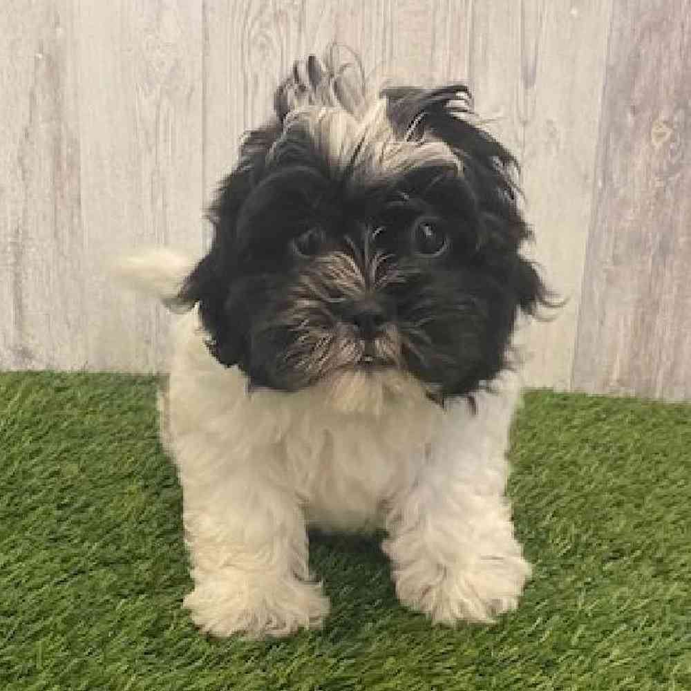 Male Shih-Poo Puppy for sale