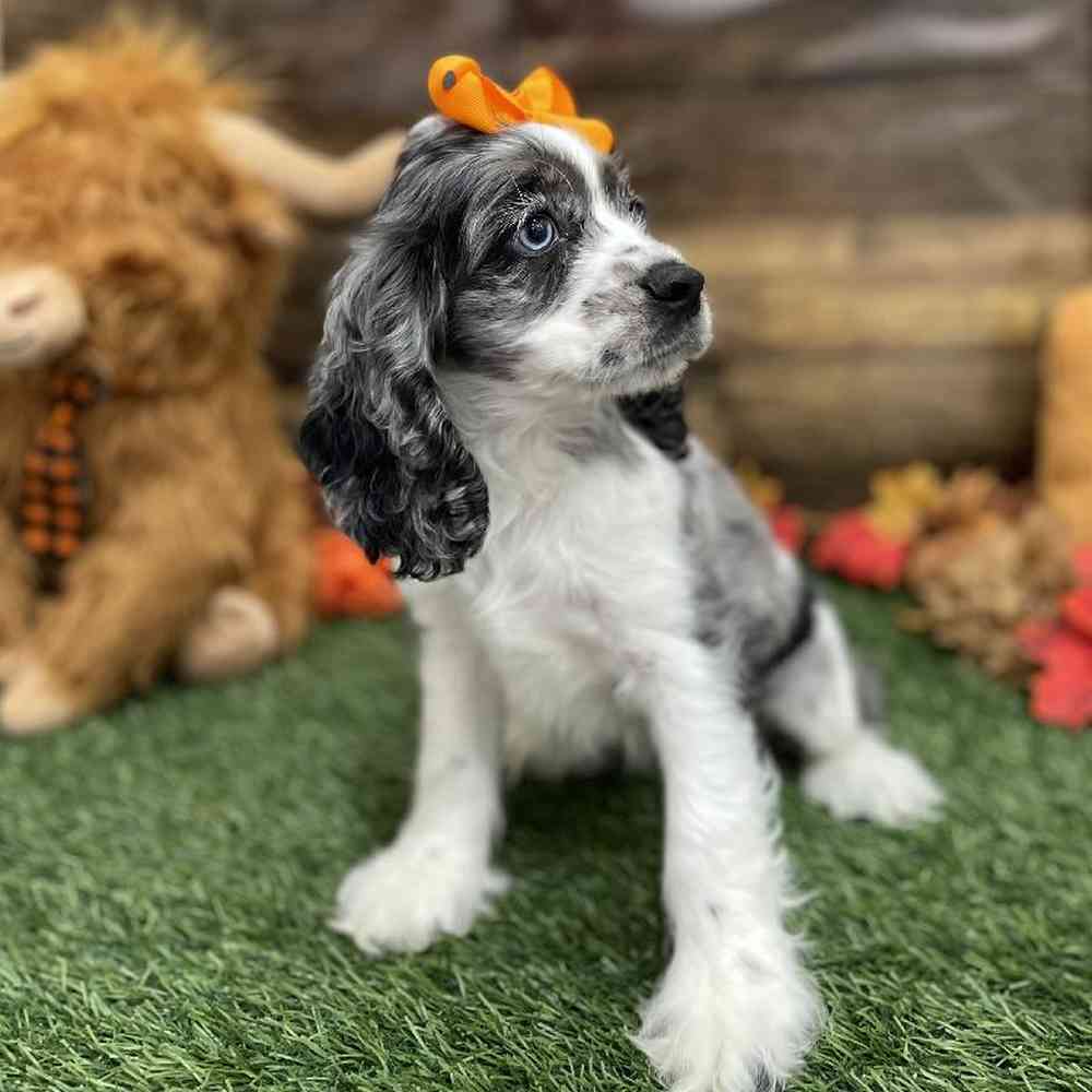 Female Cocker Spaniel Puppy for Sale in Braintree, MA