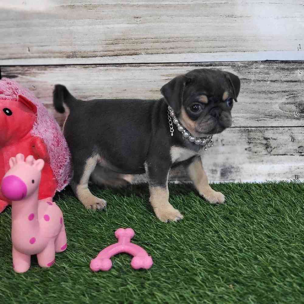 Female Pug Puppy for Sale in Saugus, MA