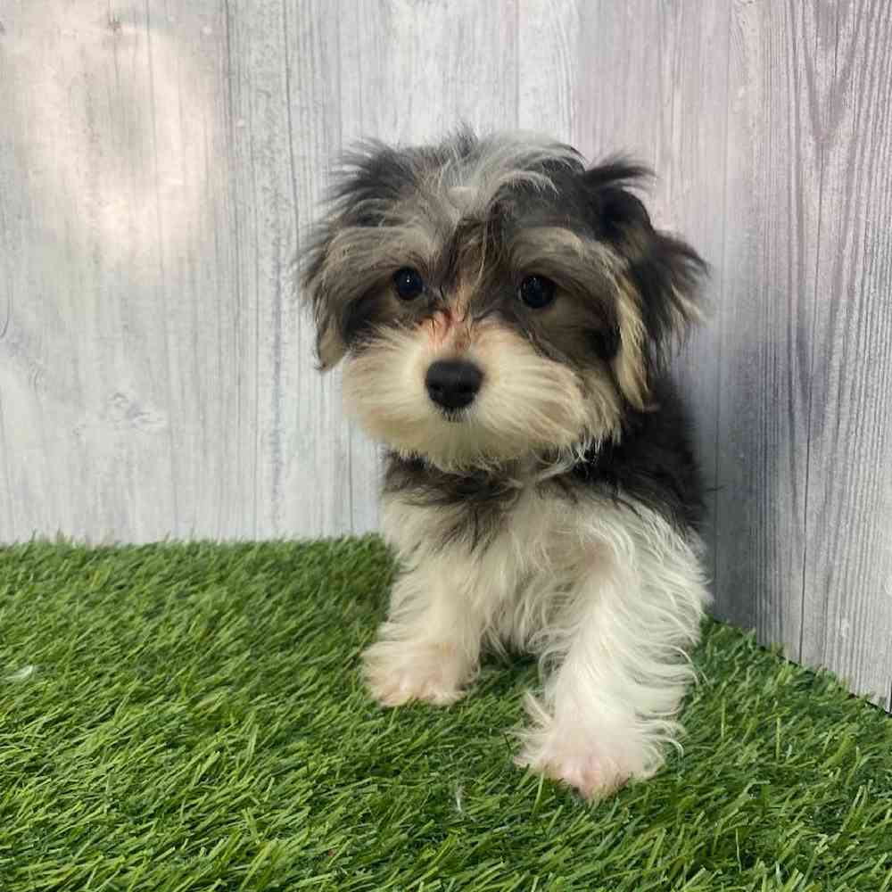 Female Morkie Puppy for Sale in Saugus, MA