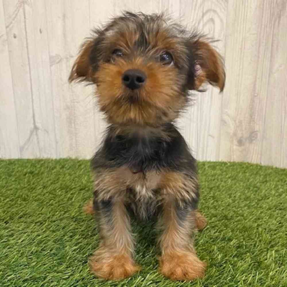 Male Yorkshire Terrier Puppy for sale