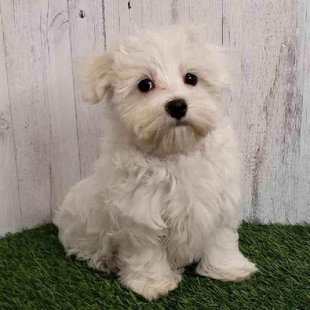 Male Maltese Puppy for sale