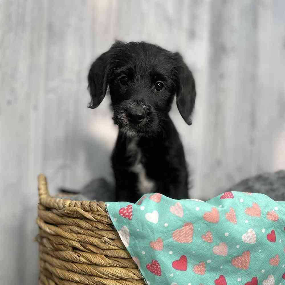 Male Mini Labradoodle Puppy for sale