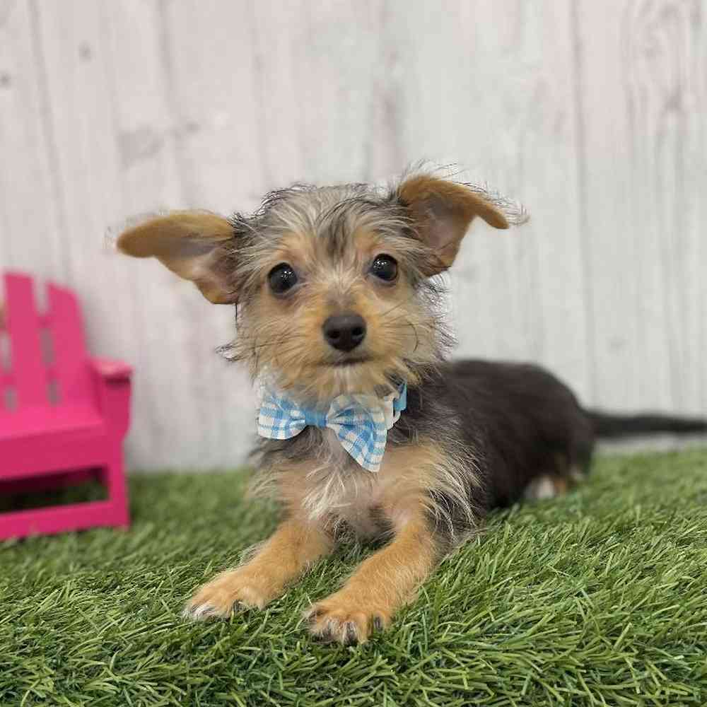 Chorkie For Sale Pet Express Braintree