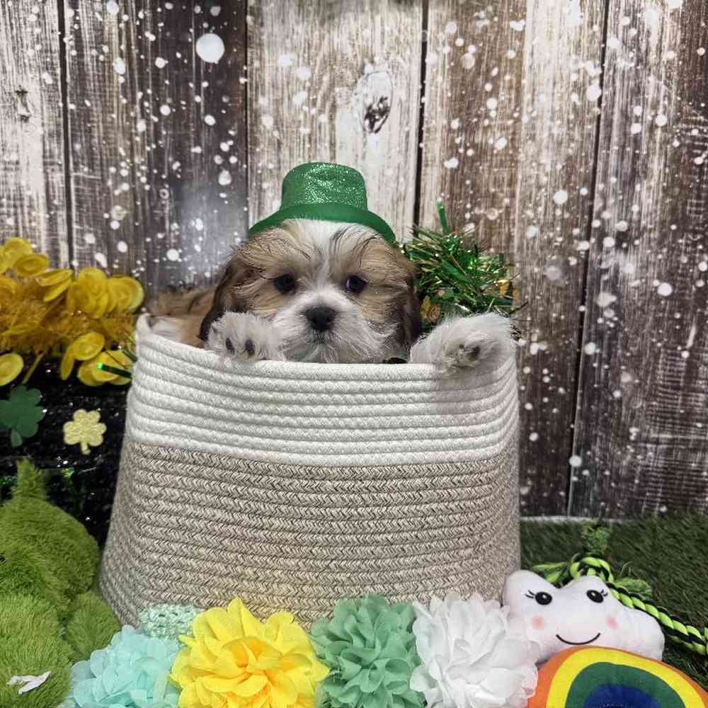 Male Shih Tzu Puppy for Sale in Saugus, MA