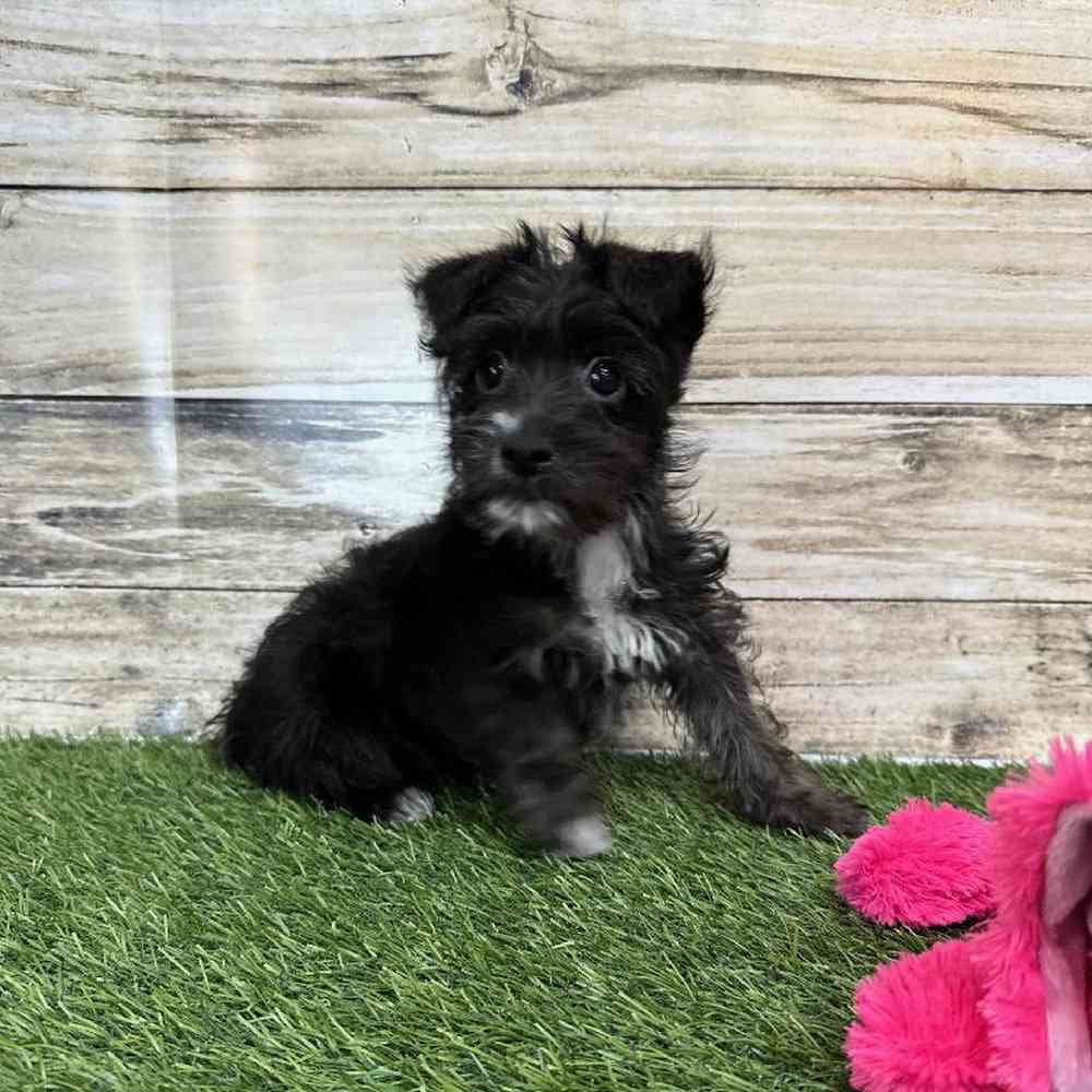 Female Yorkie-Poo Puppy for Sale in Saugus, MA