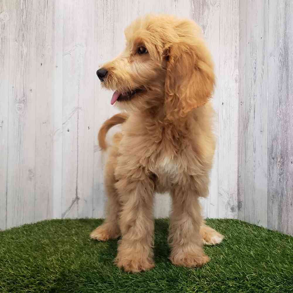 Female Goldendoodle Puppy for sale