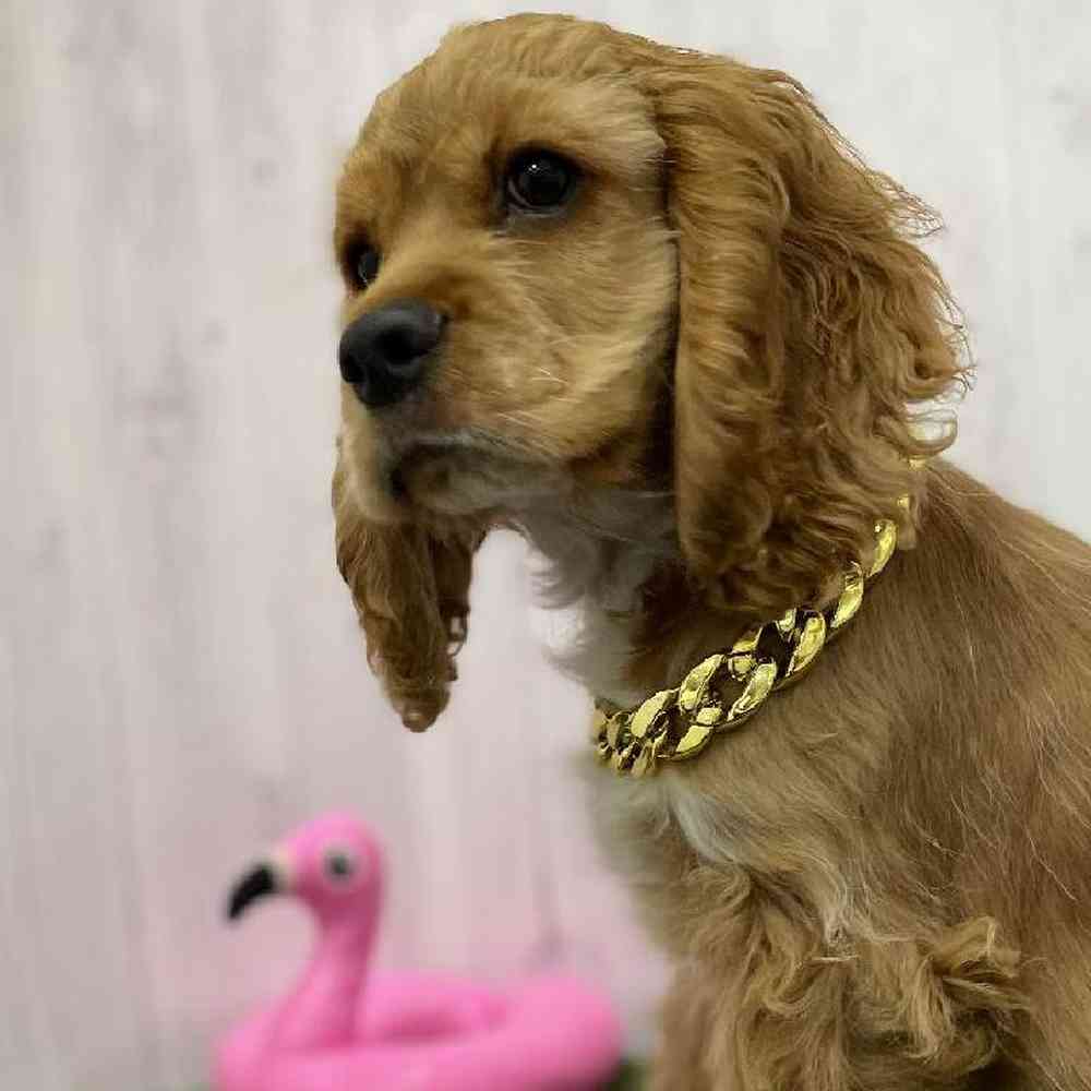 Male Cocker Spaniel Puppy for Sale in Braintree, MA
