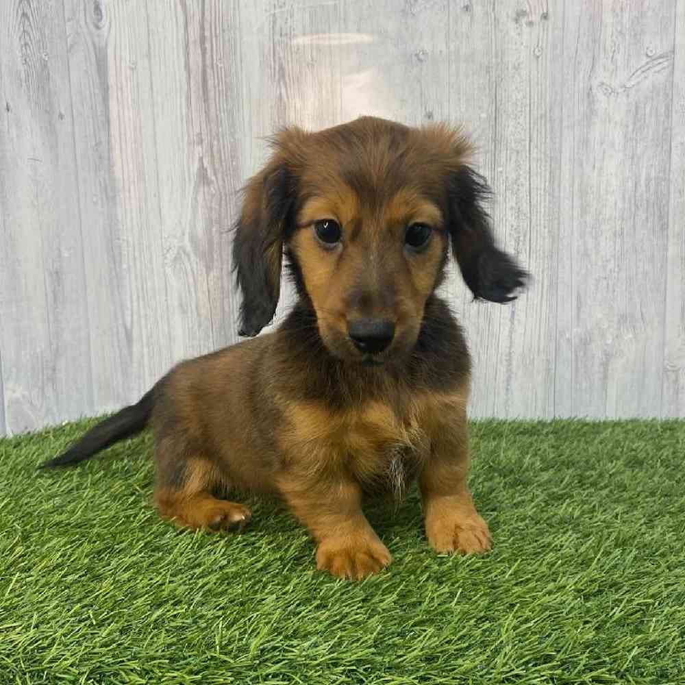 Female Dachshund Puppy for Sale in Saugus, MA