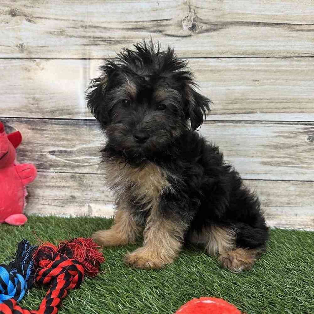 Male Bichon-Poodle 2nd Gen Puppy for Sale in Braintree, MA
