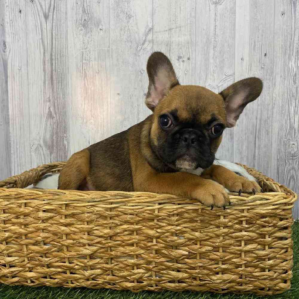 Male French Bulldog Puppy for Sale in Saugus, MA