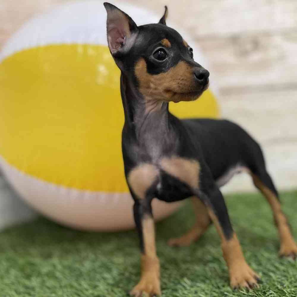 Female Miniature Pinscher Puppy for Sale in Braintree, MA