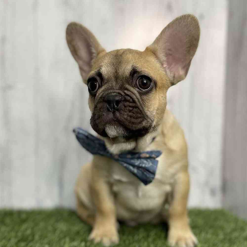 Male French Bulldog Puppy for sale