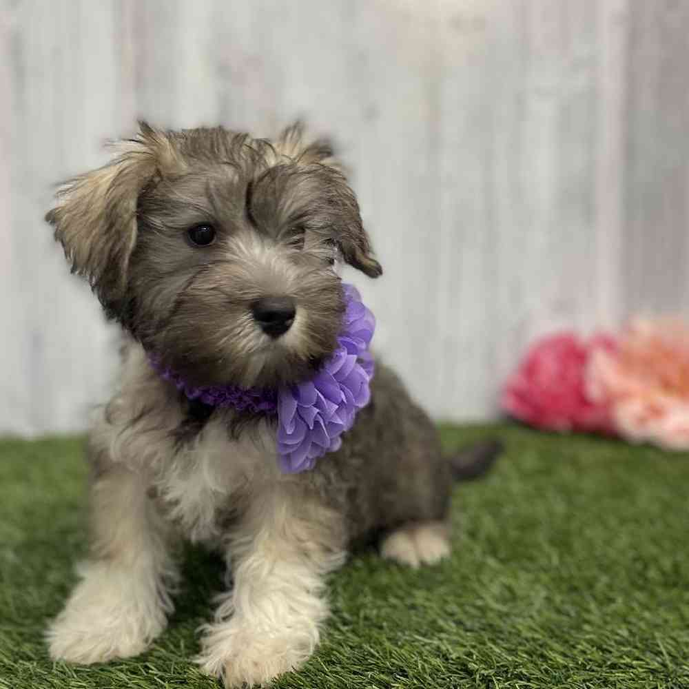 Female Hava-Schnauzer Puppy for sale