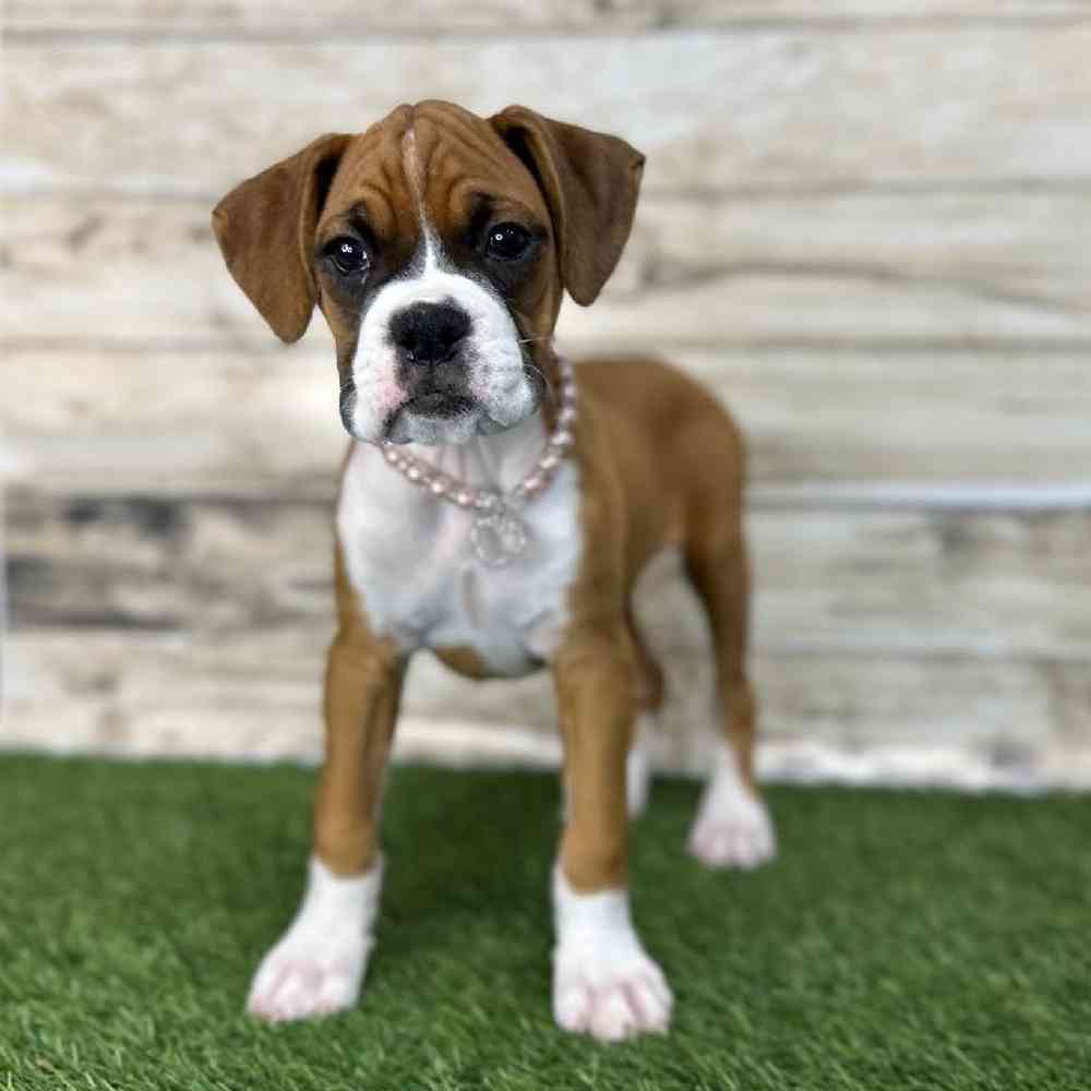 Female Boxer Puppy for Sale in Saugus, MA