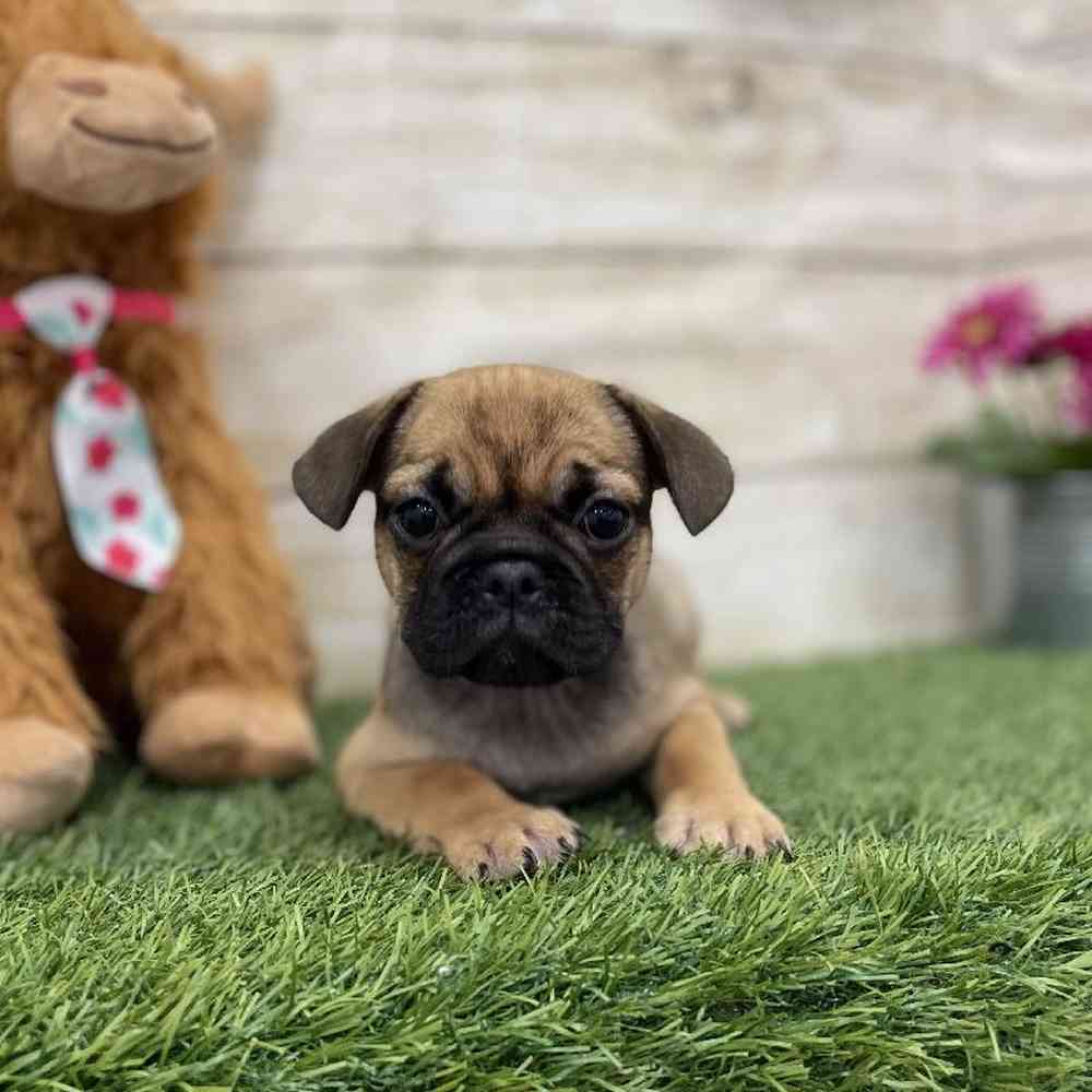 Female Frug Puppy for Sale in Braintree, MA
