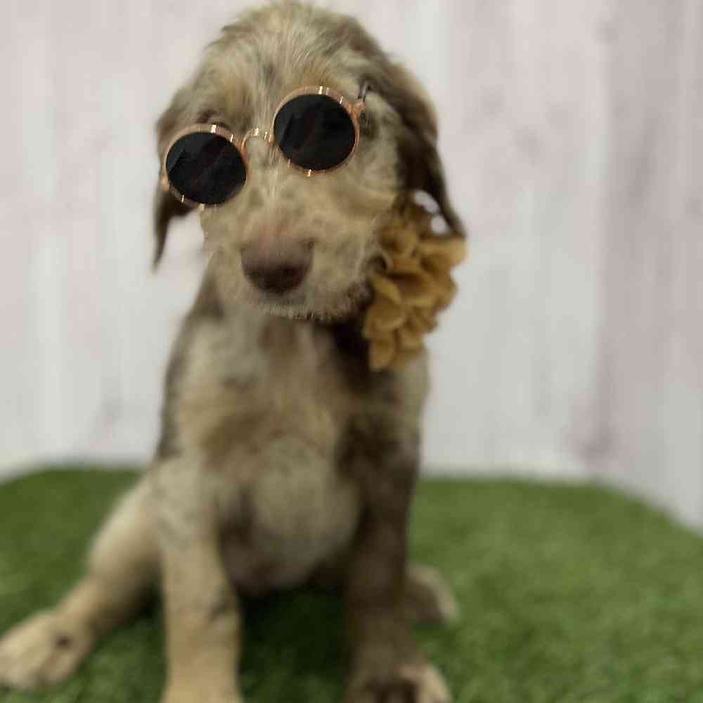 Female Labradoodle Puppy for Sale in Braintree, MA