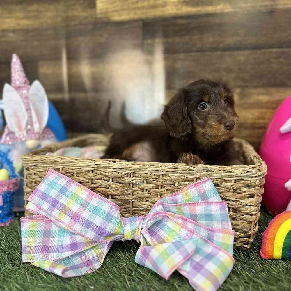 Male Dachshund Puppy for Sale in Saugus, MA