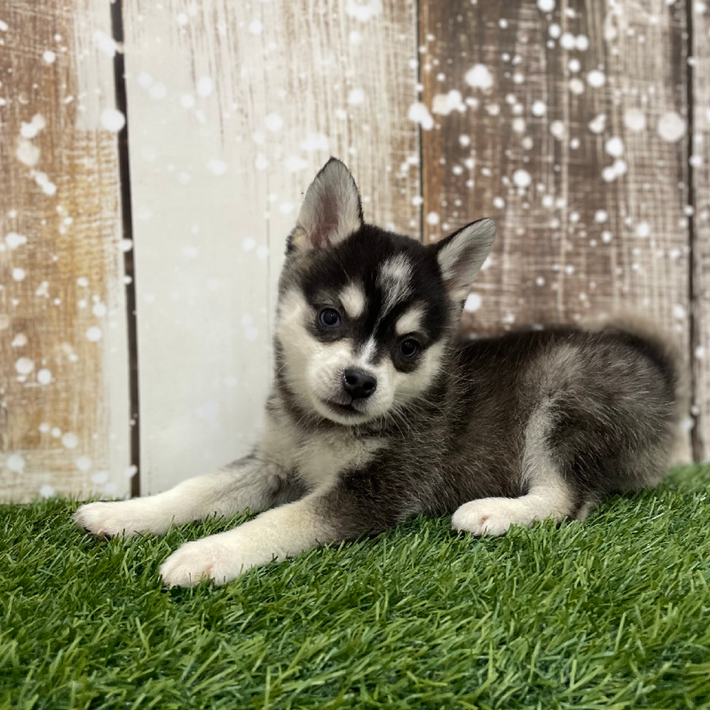 Female Alaskan Klee Kai Puppy for Sale in Braintree, MA