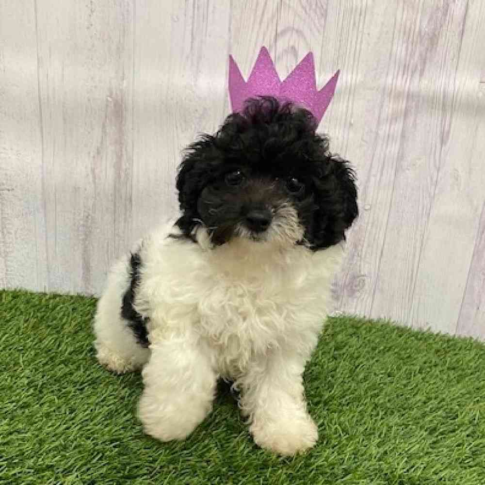 Female Havapoo Puppy for Sale in Braintree, MA