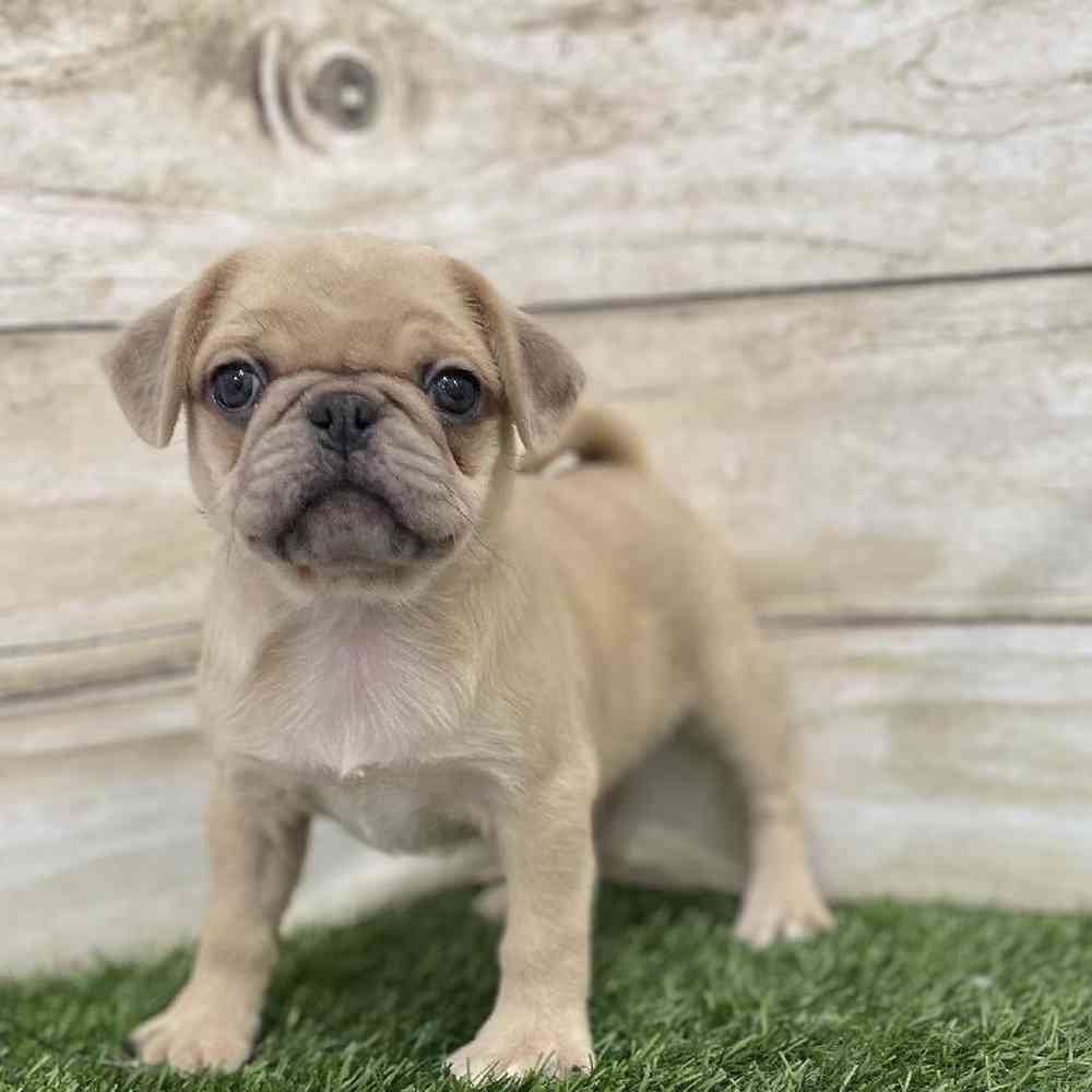 Female Pug Puppy for Sale in Braintree, MA