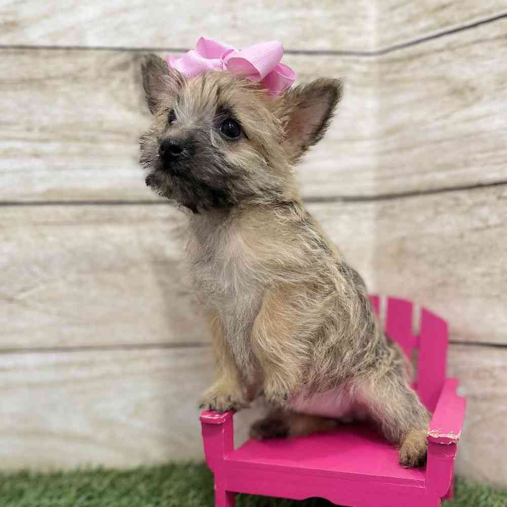 Female Cairn Terrier Puppy for Sale in Braintree, MA