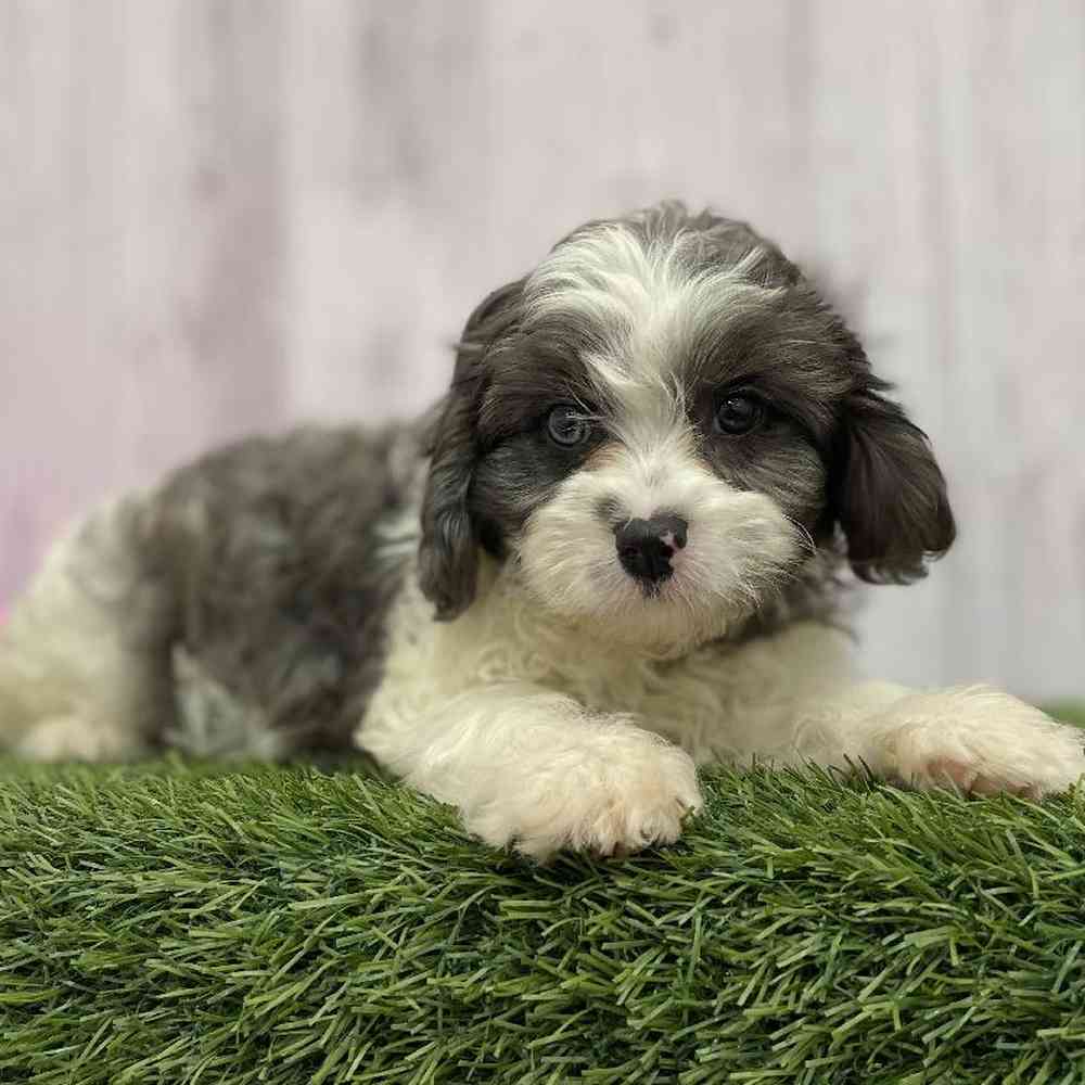 Female Cavapoo Puppy for Sale in Braintree, MA