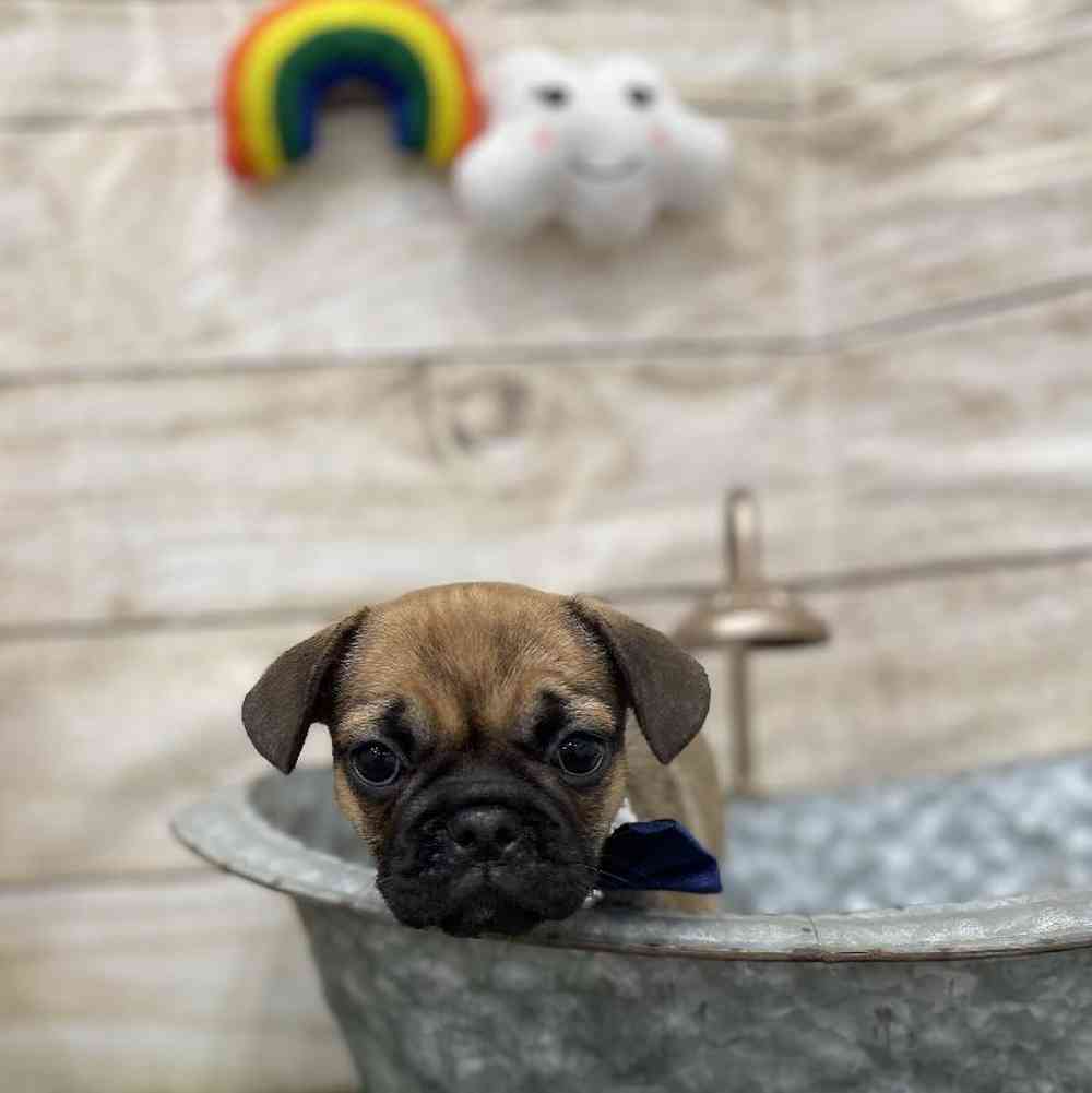 Female Frug Puppy for Sale in Braintree, MA