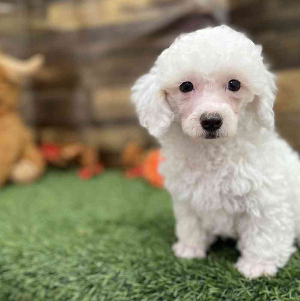 Male Poodle Toy Puppy for Sale in Braintree, MA