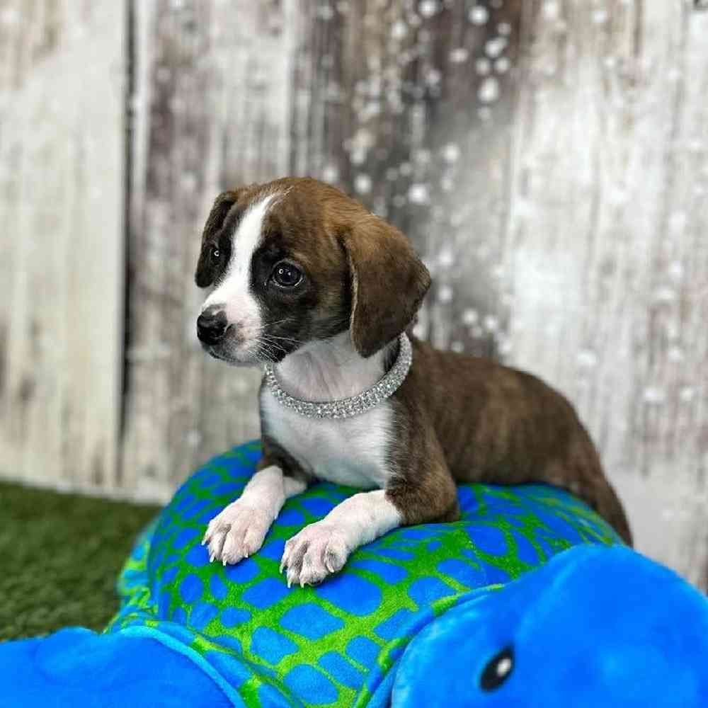 Female Boglen Terrier Puppy for Sale in Saugus, MA