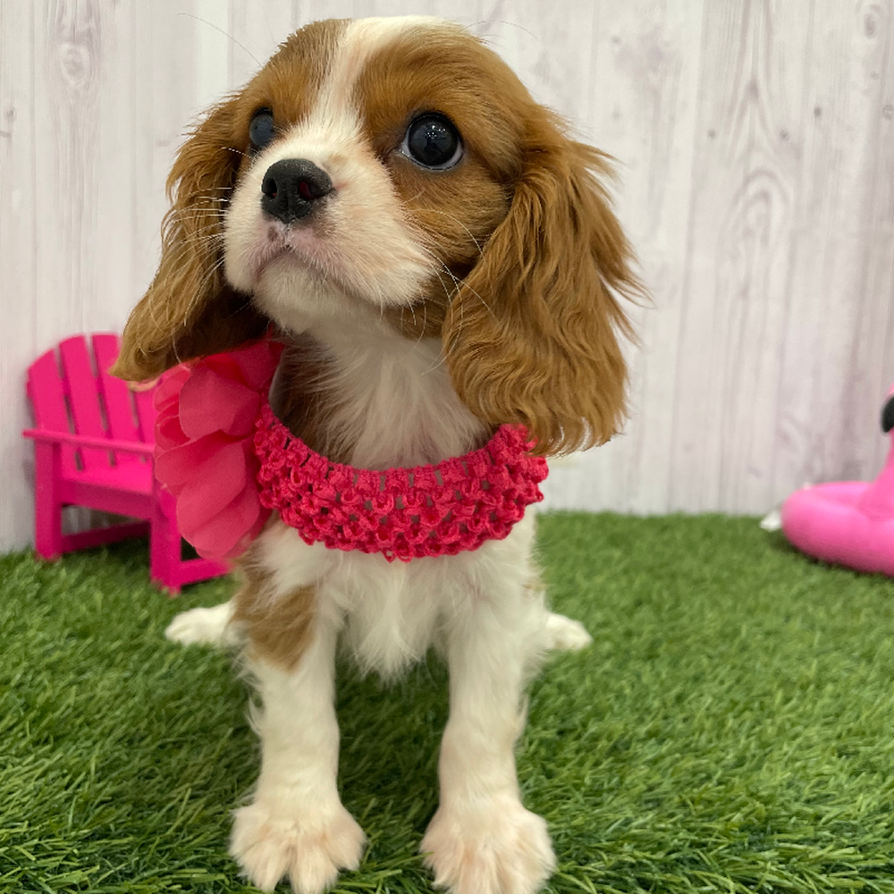 Female Cavalier King Charles Spaniel Puppy for Sale in Braintree, MA
