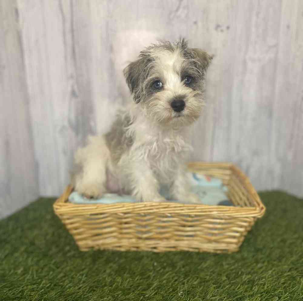 Female Miniature Schnauzer Puppy for Sale in Saugus, MA