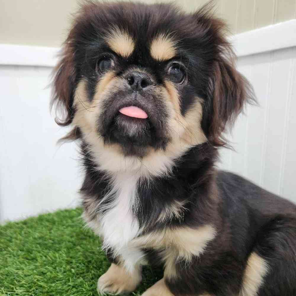 Male Pekingese Puppy for Sale in Braintree, MA