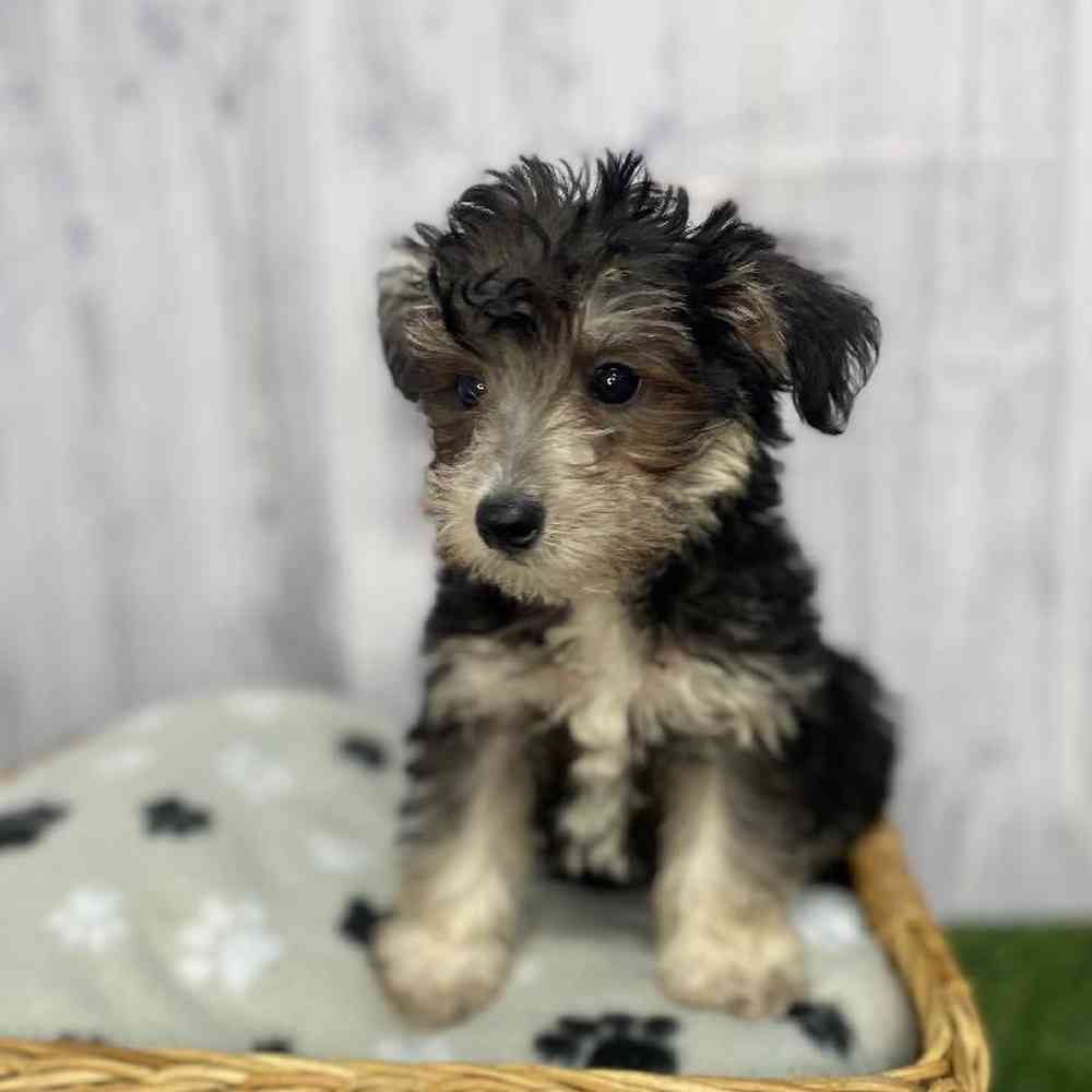 Male Schnoodle Puppy for Sale in Saugus, MA