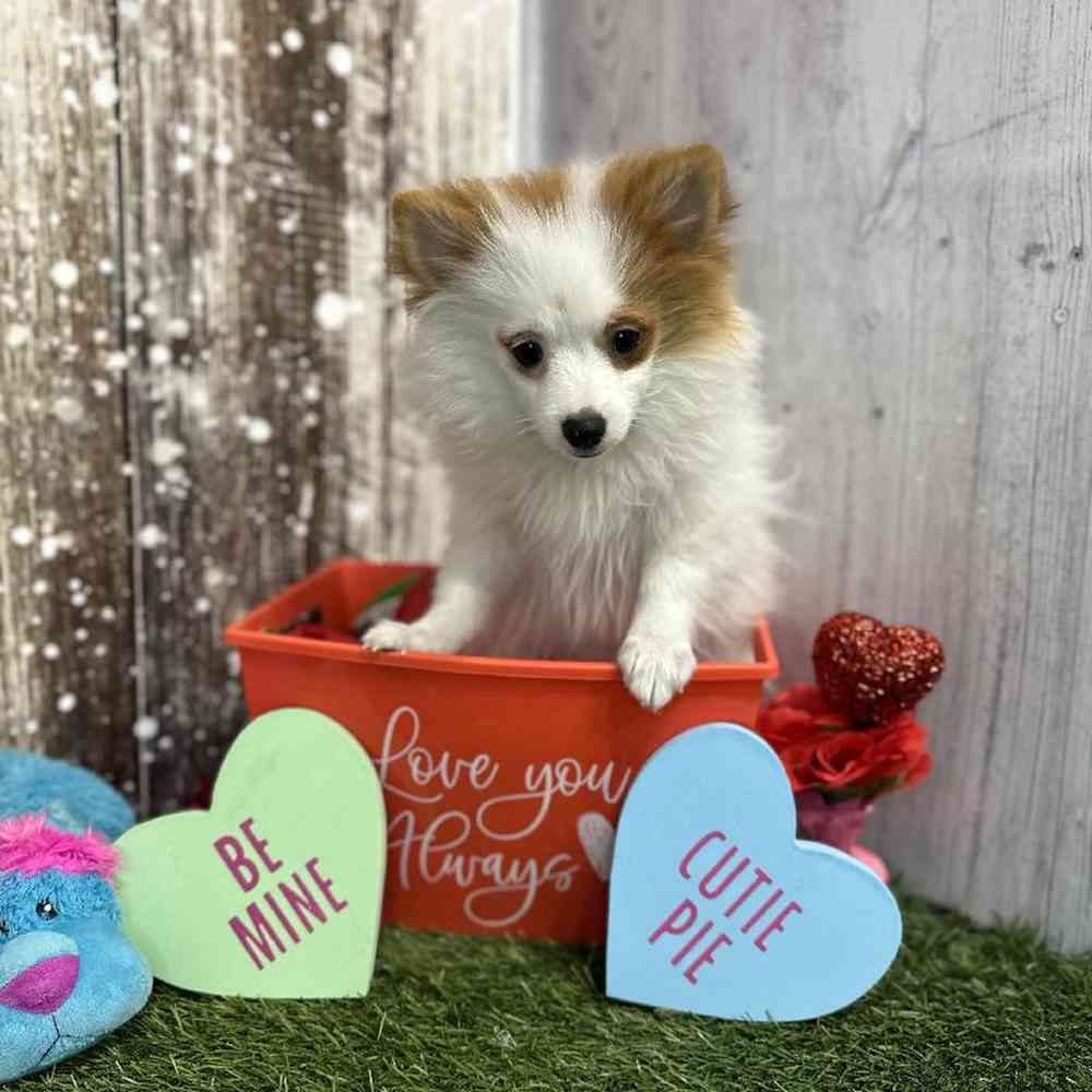 Male Pomeranian Puppy for Sale in Saugus, MA