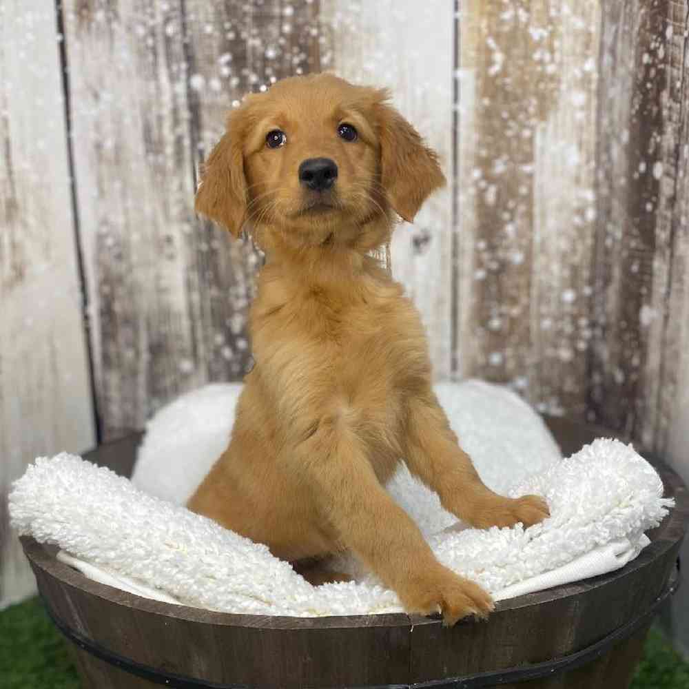 Female Golden Retriever Puppy for Sale in Saugus, MA